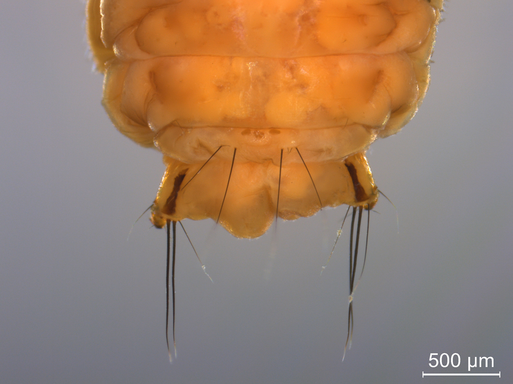 Ceraclea nigronervosa